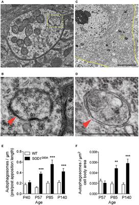 Impaired Mitophagy Plays a Role in Denervation of Neuromuscular Junctions in ALS Mice